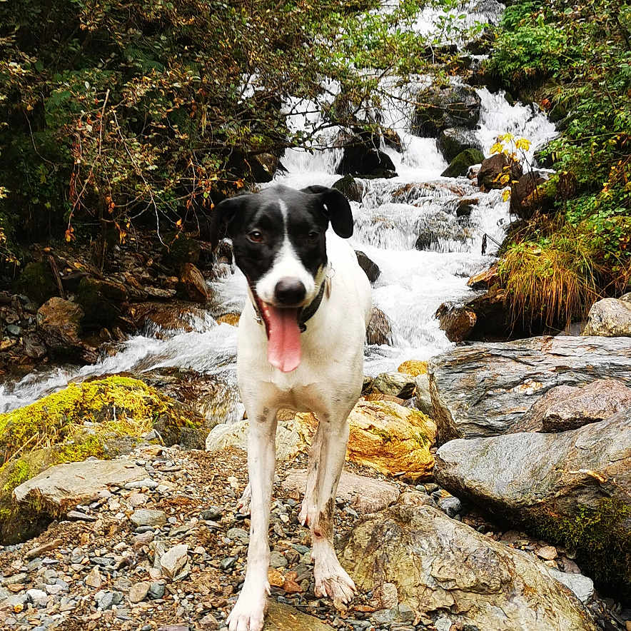 Ultra participe au concours pour gagner de l'argent avec cette photo : animal, canine, creek, dog, land, landscape, nature, outdoors, pebble, pet, plant, rainforest, rock, slate, soil, stream, tree, vegetation, water, wilderness
