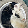 Mochi is registered to the contest to win money with this photo: cat, cats, sleeping, snuggling, sink, fluffy, white_cat, black_cat, indoor, pets, cute, fur, cozy, resting, companions, animal, friendship, paw, tail, domestic