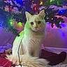 Mochi is registered to the contest to win money with this photo: cat, white_cat, christmas_tree, holiday_lights, colorful_lights, indoor, festive, decorations, tree_skirt, blanket, fur, pet, cute, animal, christmas, holiday, cozy, cute_pet, curious, sitting