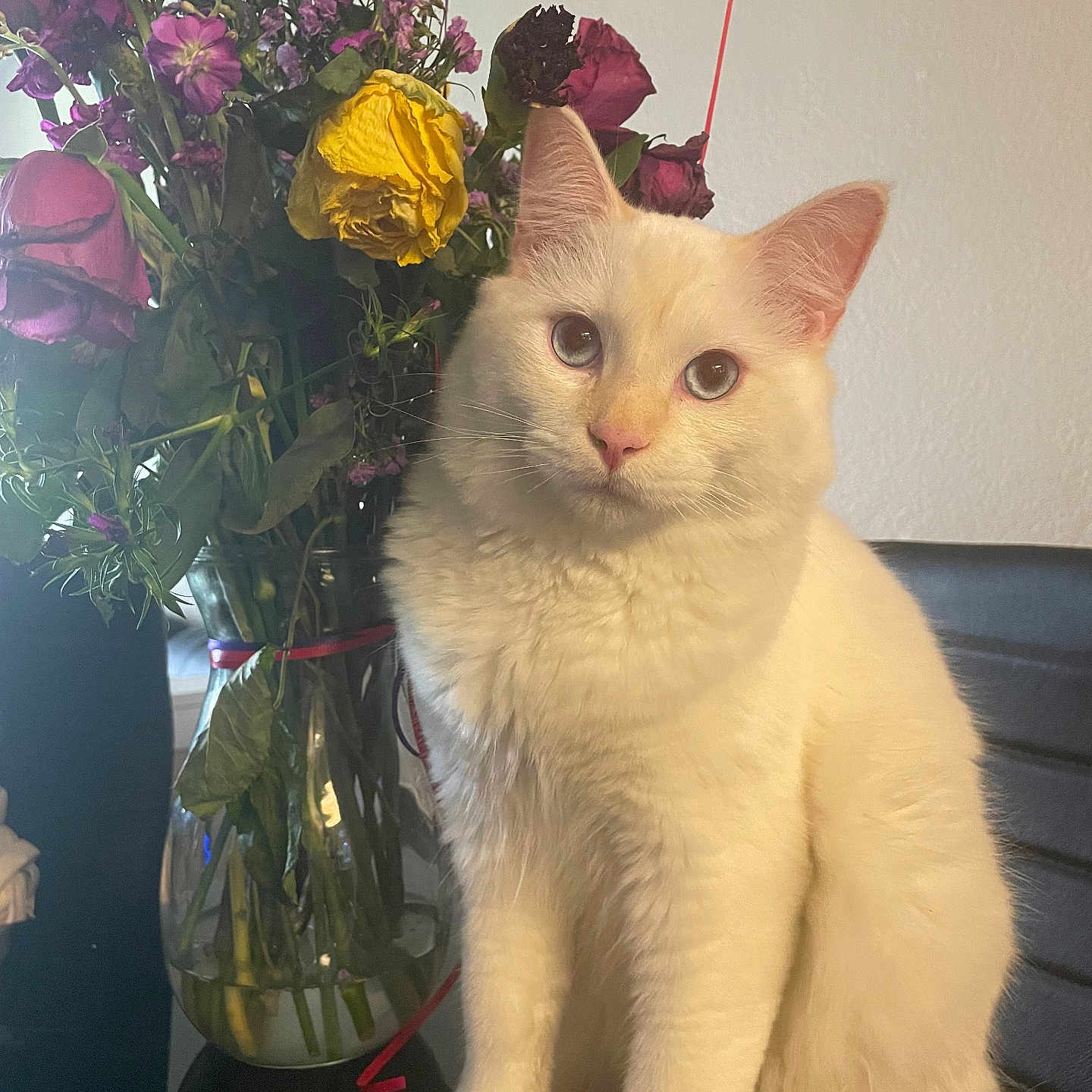 Mochi joined the competition — help win amazing prizes! cat, white_cat, animal, pet, flower, vase, bouquet, indoor, furniture, curious, sitting, closeup, domestic_cat, plant, still_life, table, home, cute, whiskers, ears