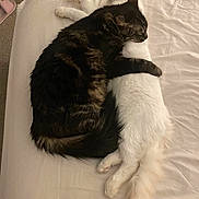 Mochi joined the competition — help win amazing prizes! cat, black_cat, white_cat, bed, cuddling, snuggling, pets, fur, animal, sleeping, domestic_animal, cozy, cute, resting, indoor, companionship, adorable, relaxation, friendship, soft