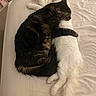 cat, black_cat, white_cat, bed, cuddling, snuggling, pets, fur, animal, sleeping, domestic_animal, cozy, cute, resting, indoor, companionship, adorable, relaxation, friendship, soft