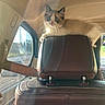 Goobert is registered to the contest to win money with this photo: animal, blue_eyes, car, cat, cute, daylight, feline, fluffy, headrest, interior, kitten, leather, pet, rainbow_flare, resting, seatbelt, sunlight, travel, window, young_cat