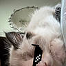 Goobert joined the competition — help win amazing prizes! animal, cat, closeup, cozy, cute, fluffy, funny, fur, gray, indoors, kitten, mirror, pet, pixelated, playful, resting, sleeping, sticker, sunglasses, white