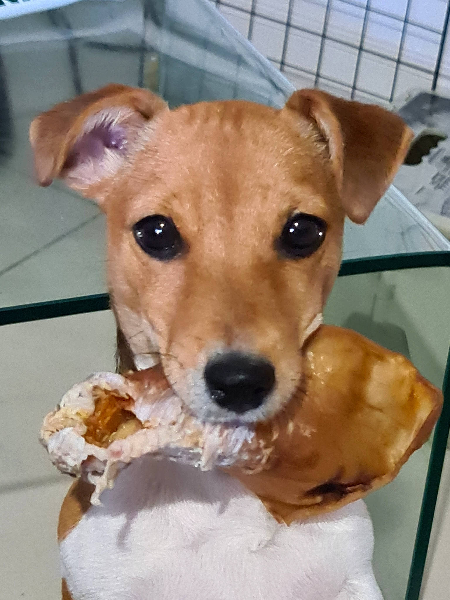 Raffy a rejoint le concours — aidez-le/la à gagner de superbes lots ! ancient_dog_breeds, canidae, carnivore, collar, companion_dog, computer_keyboard, dog, dog_breed, dog_supply, fawn, fur, non_sporting_group, pet_supply, puppy, snout, sporting_group, terrier, whiskers, working_animal