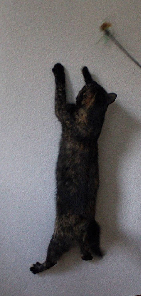 Sugus participe au concours pour gagner de l'argent avec cette photo : black_cat, california_spangled, carnivore, cat, claw, domestic_short_haired_cat, egyptian_mau, european_shorthair, felidae, fur, german_rex, kitten, small_to_medium_sized_cats, tabby_cat, tail