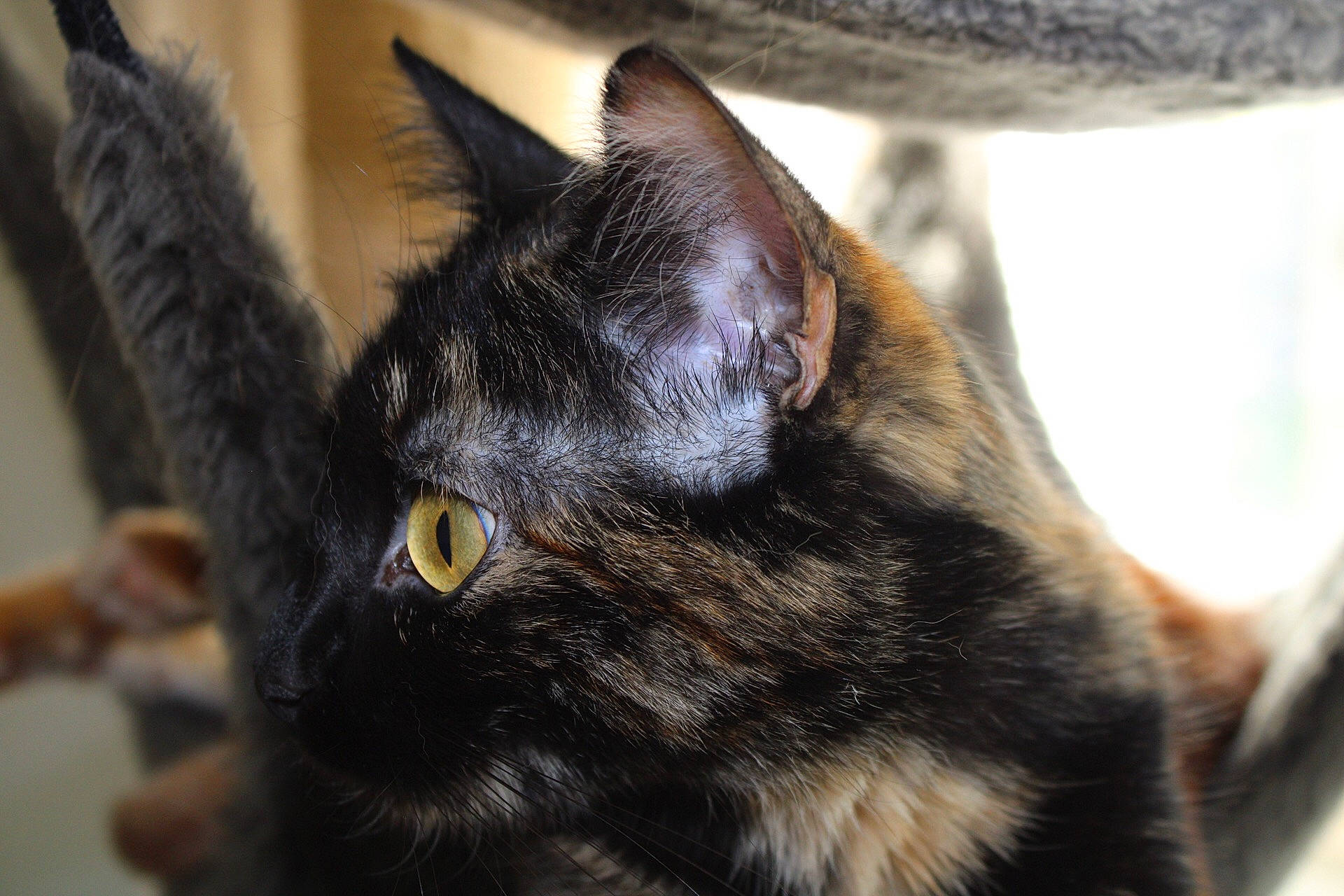 Sugus participe au concours pour gagner de l'argent avec cette photo : asian, black_cat, bombay, carnivore, cat, claw, domestic_short_haired_cat, ear, eye, felidae, fur, german_rex, kitten, mammal, small_to_medium_sized_cats, snout, whiskers