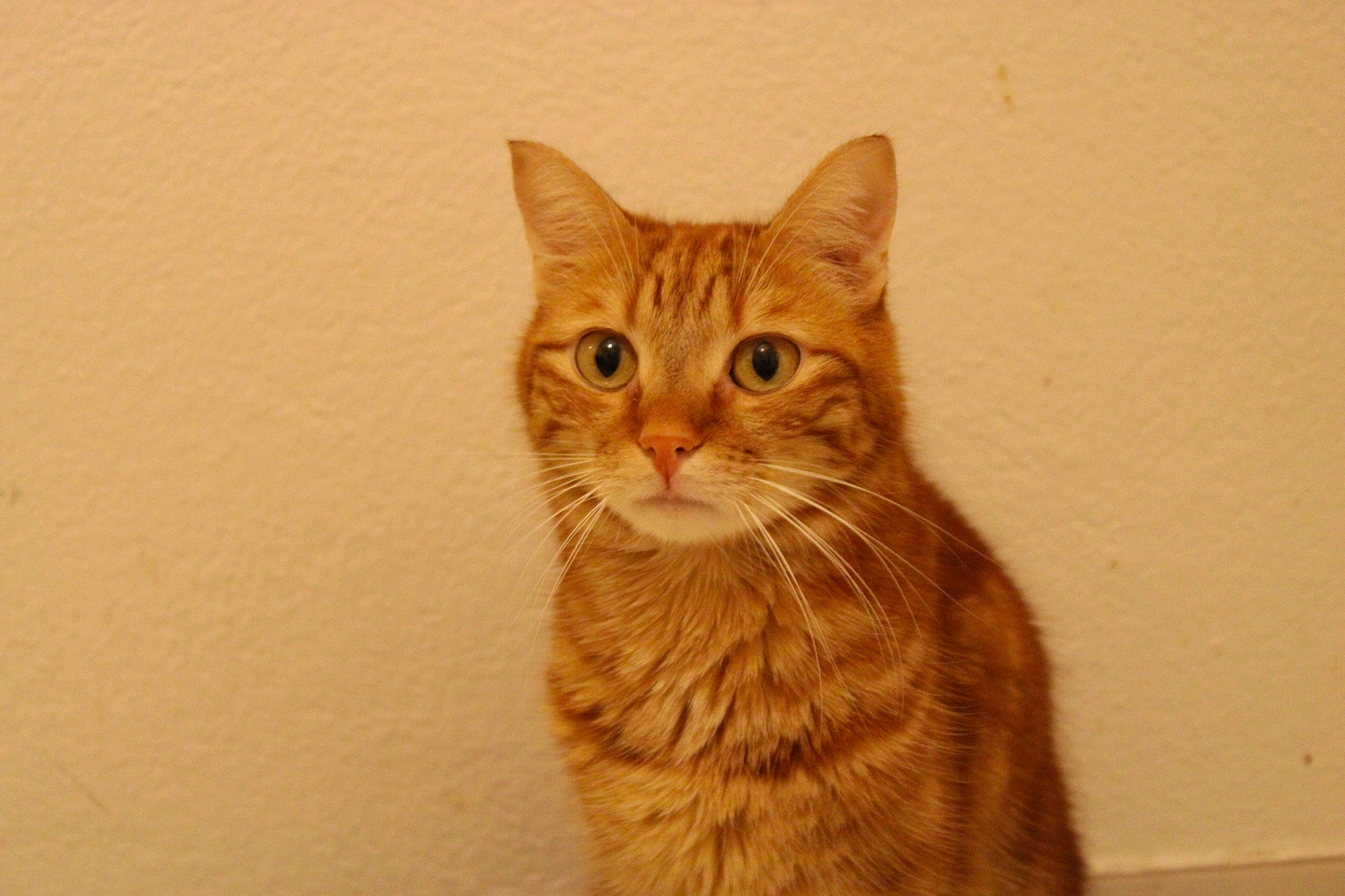 Soleil participe au concours pour gagner de l'argent avec cette photo : aegean_cat, american_shorthair, american_wirehair, arabian_mau, asian, australian_mist, california_spangled, carnivore, cat, domestic_short_haired_cat, dragon_li, european_shorthair, felidae, kitten, mammal, ocicat, small_to_medium_sized_cats, snout, tabby_cat, whiskers