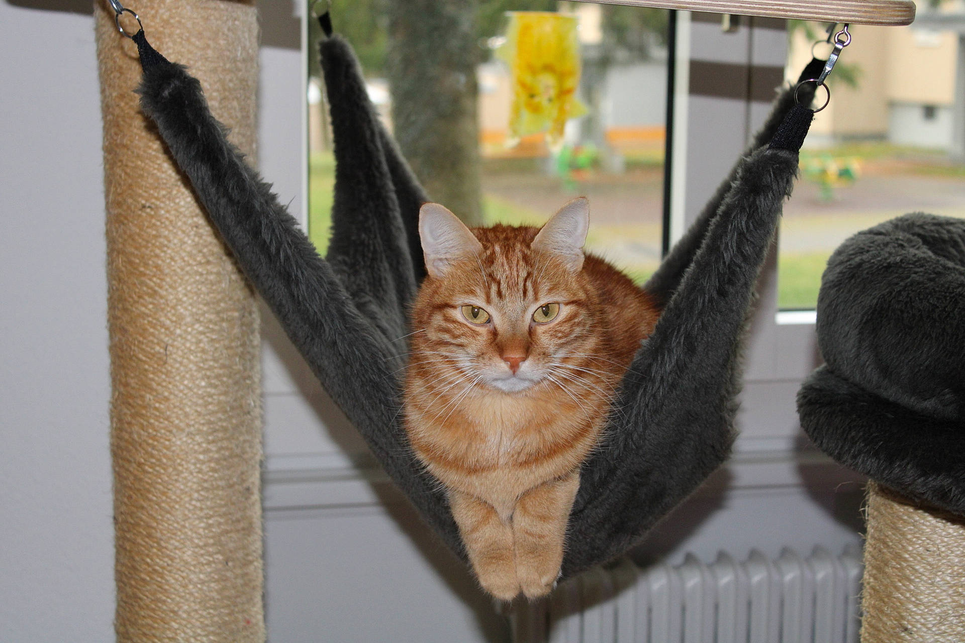 Soleil a rejoint le concours — aidez-le/la à gagner de superbes lots ! carnivore, cat, domestic_short_haired_cat, fawn, felidae, small_to_medium_sized_cats, tabby_cat, whiskers