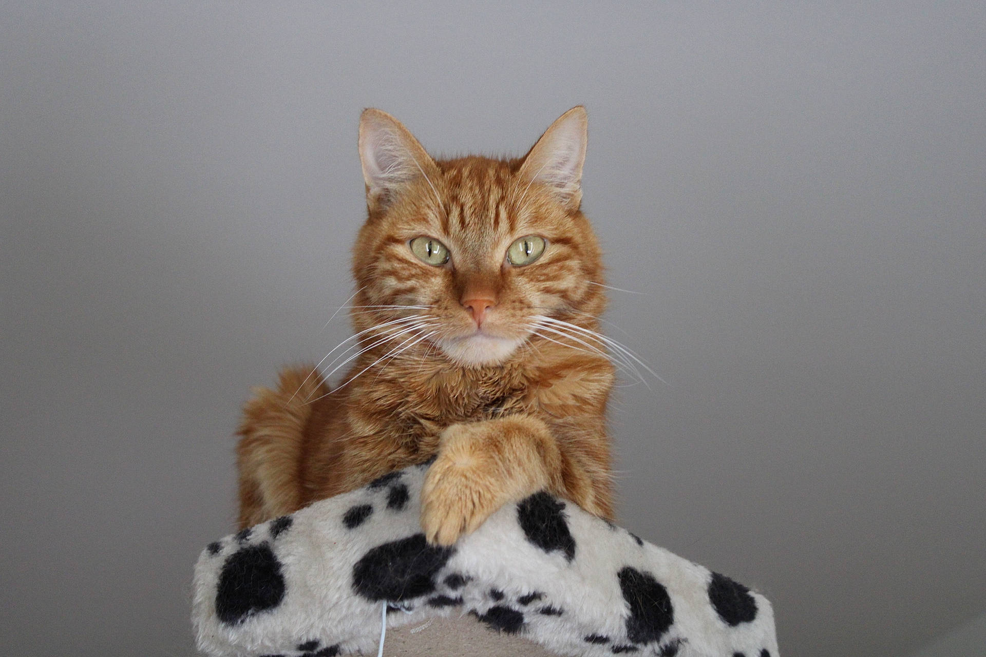 Soleil a rejoint le concours — aidez-le/la à gagner de superbes lots ! aegean_cat, american_wirehair, asian, bengal, california_spangled, carnivore, cat, domestic_short_haired_cat, dragon_li, european_shorthair, felidae, fur, kitten, mammal, small_to_medium_sized_cats, tabby_cat, tail, vertebrate, whiskers, wildlife