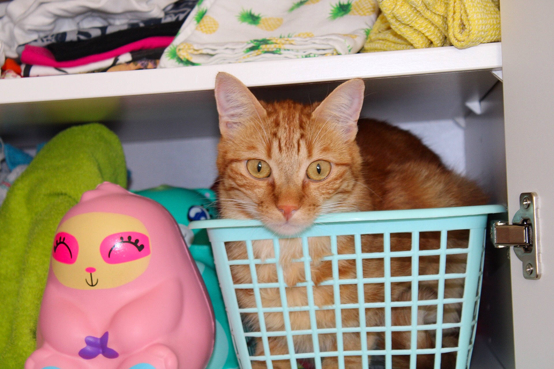 Soleil a rejoint le concours — aidez-le/la à gagner de superbes lots ! animal_shelter, carnivore, cat, domestic_short_haired_cat, european_shorthair, felidae, kitten, major_appliance, ocicat, refrigerator, small_to_medium_sized_cats, whiskers