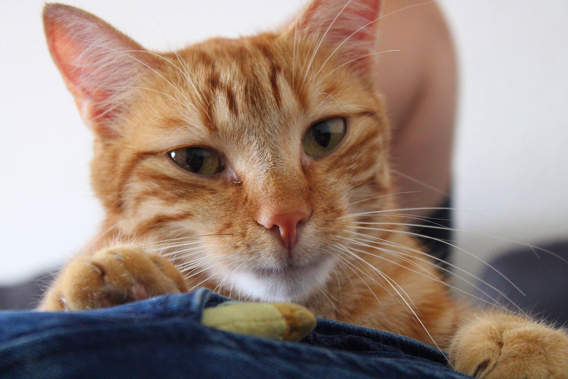 Soleil a rejoint le concours — aidez-le/la à gagner de superbes lots ! aegean_cat, american_shorthair, arabian_mau, asian, australian_mist, carnivore, cat, claw, close_up, domestic_short_haired_cat, european_shorthair, eye, felidae, kitten, mammal, small_to_medium_sized_cats, snout, tabby_cat, vertebrate, whiskers