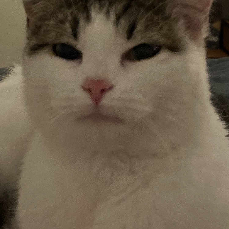 Vicky a rejoint le concours — aidez-le/la à gagner de superbes lots ! animal, cat, close_up, cozy, cute, domestic_cat, ears, face, feline, fur, gray_fur, home, indoor, looking, pet, pink_nose, portrait, resting, whiskers, white_fur