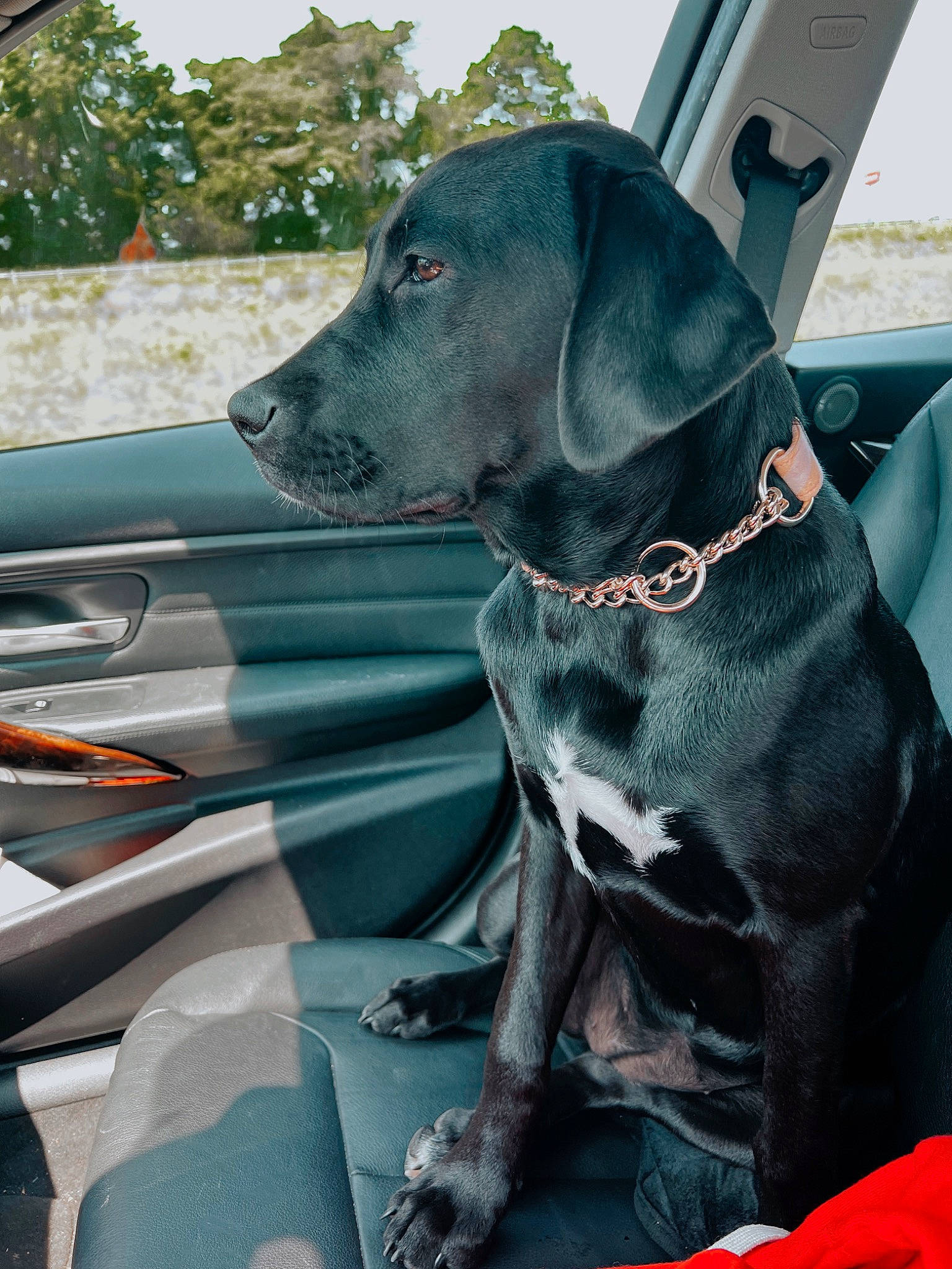 Luna Mae is registered to the contest to win money with this photo: auto_part, automotive_design, automotive_exterior, car, carnivore, collar, companion_dog, dog, dog_breed, dog_collar, gun_dog, hood, motor_vehicle, personal_luxury_car, snout, sporting_group, vehicle, vehicle_door, windshield, working_animal