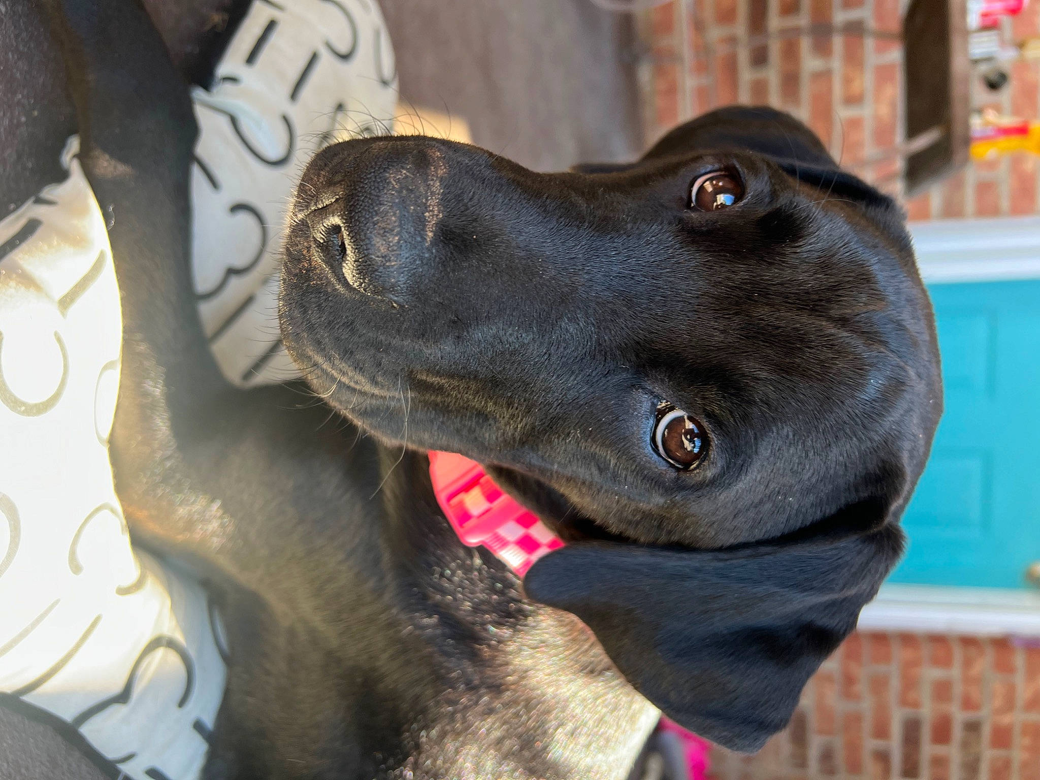 Luna Mae joined the competition — help win amazing prizes! borador, canidae, carnivore, collar, companion_dog, dog, dog_breed, dog_collar, ear, fur, guard_dog, gun_dog, liver, pet_supply, pointing_breed, retriever, snout, sporting_group, whiskers, working_animal