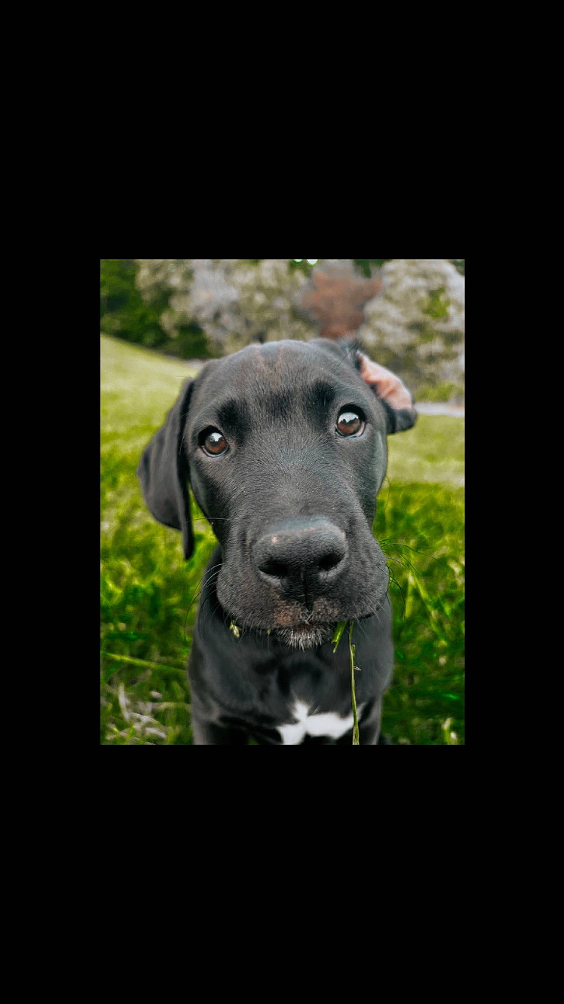 Luna Mae joined the competition — help win amazing prizes! canidae, carnivore, companion_dog, dog, dog_breed, ear, eye, fawn, fur, grass, gun_dog, head, photo_caption, plant, snout, sporting_group, terrestrial_animal, tree, whiskers, working_animal