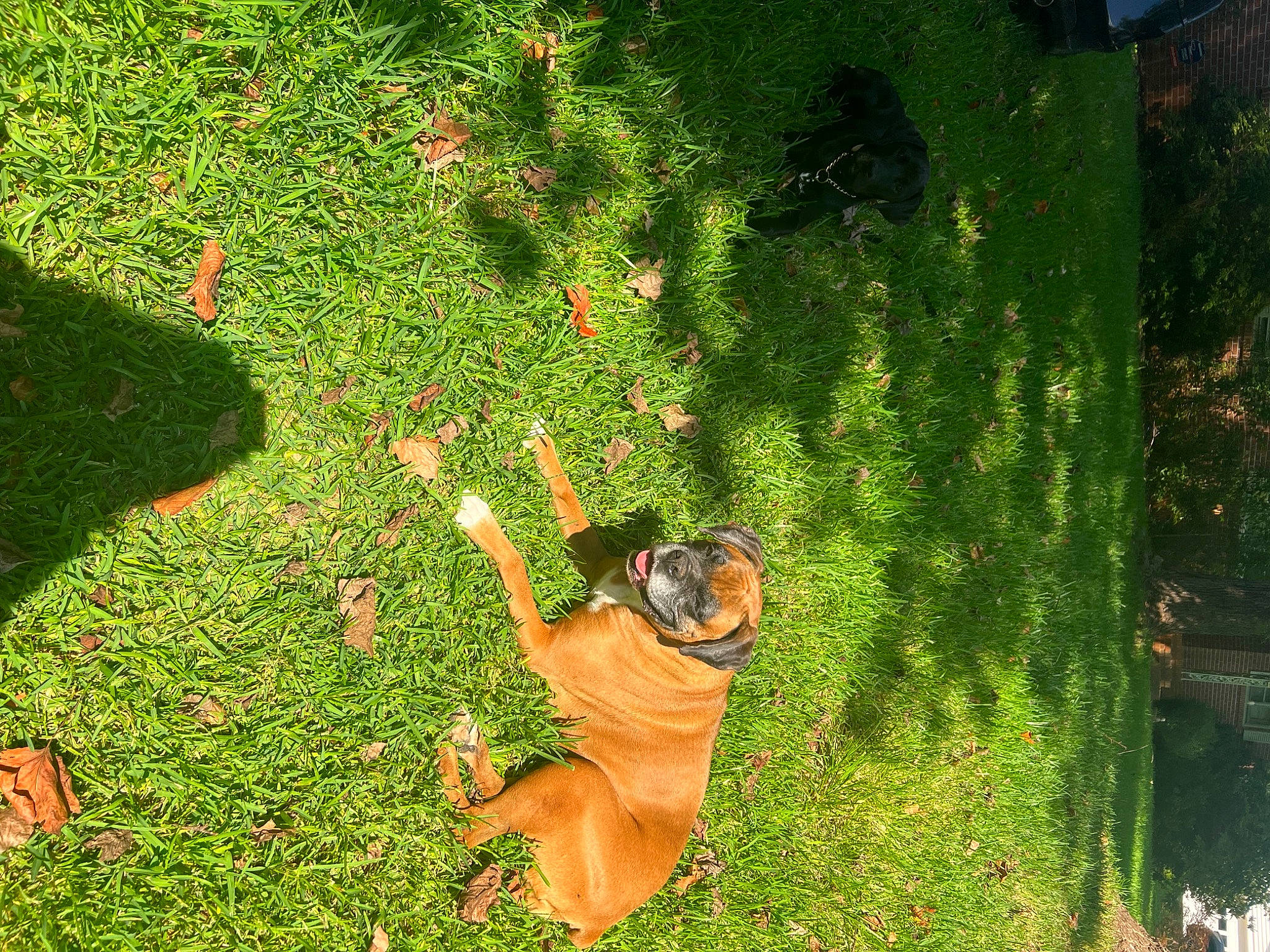 Luna Mae is registered to the contest to win money with this photo: flooring, fun, garden, grass, grass_family, grassland, groundcover, happy, landscape, lawn, leisure, meadow, people_in_nature, petal, plant, shadow, shrub, terrestrial_plant, tints_and_shades, tree