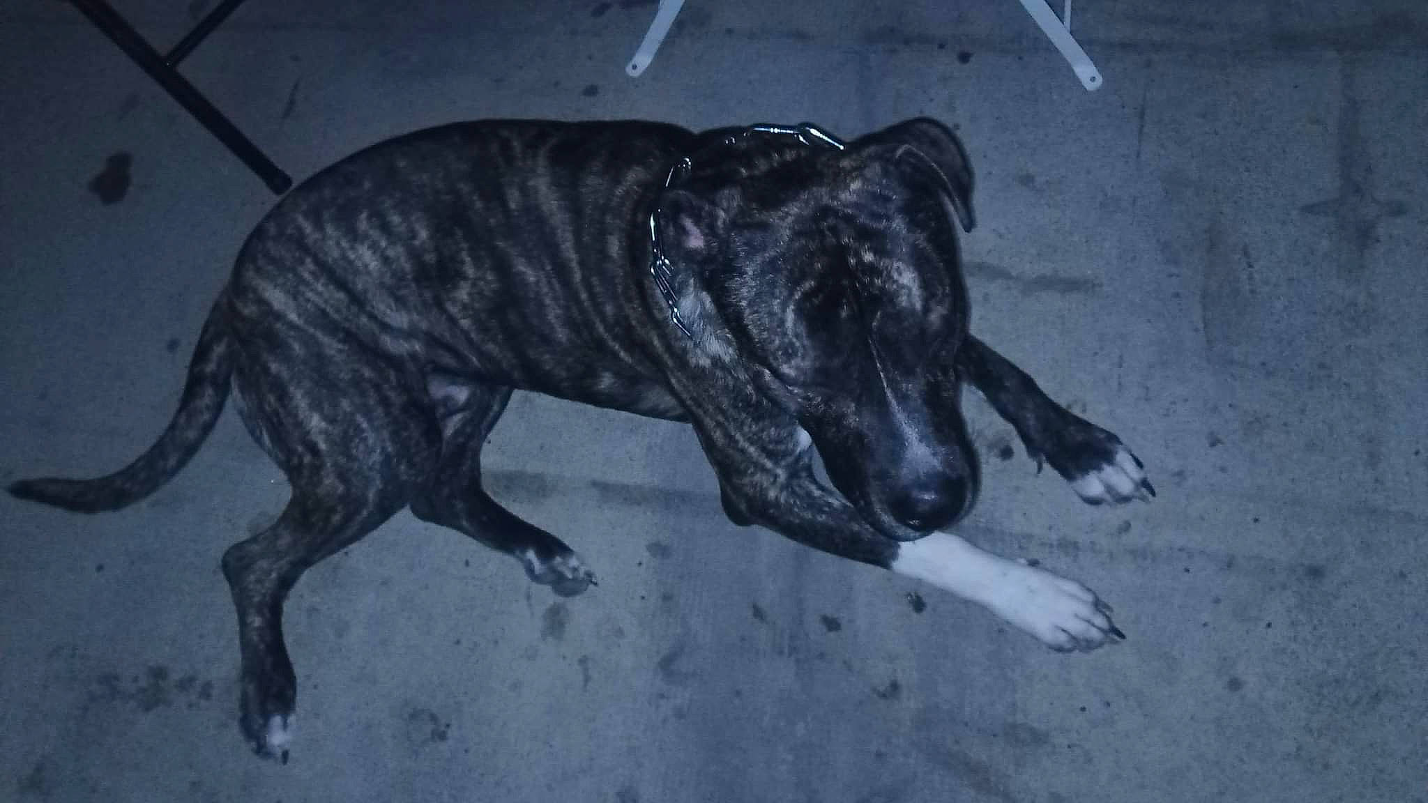 Oscar a rejoint le concours — aidez-le/la à gagner de superbes lots ! ancient_dog_breeds, art, canidae, carnivore, dog, dog_breed, guard_dog, hunting_dog, non_sporting_group, plott_hound, sighthound, snout, sporting_group, street_dog, tail, terrestrial_animal, treeing_tennessee_brindle, wildlife, working_animal, working_dog