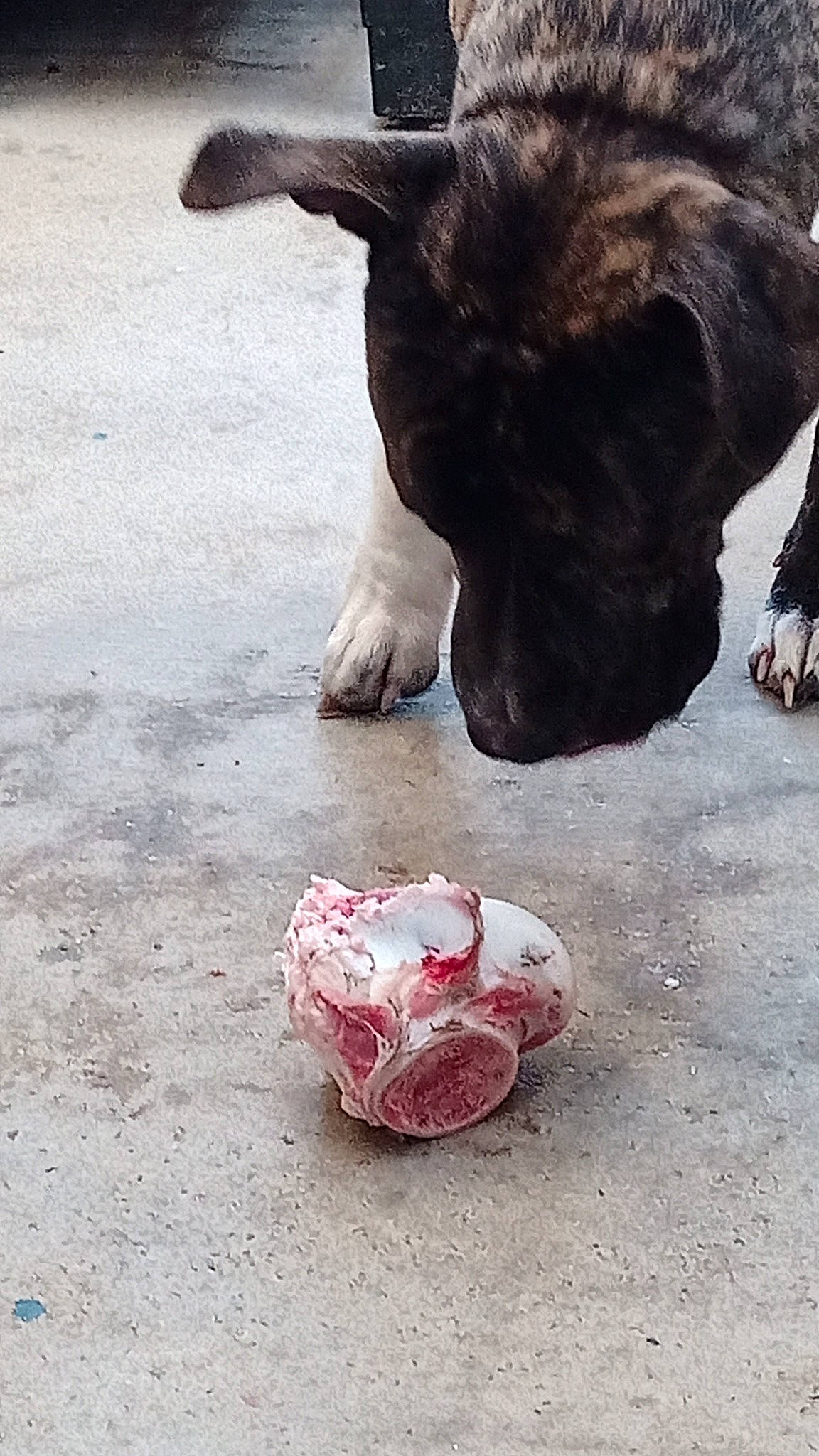 Oscar a rejoint le concours — aidez-le/la à gagner de superbes lots ! asphalt, carmine, carnivore, claw, collar, companion_dog, dog, dog_breed, dog_collar, fawn, foot, fur, guard_dog, leash, paw, road_surface, soil, street_dog, tail, working_animal