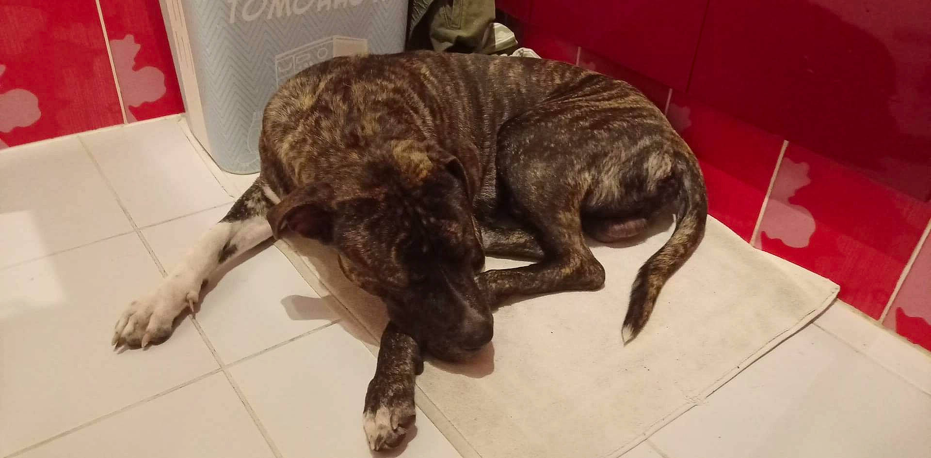 Oscar participe au concours pour gagner de l'argent avec cette photo : canidae, carnivore, claw, companion_dog, dog, dog_breed, fawn, flooring, fur, liver, metal, non_sporting_group, plott_hound, snout, sporting_group, tail, terrestrial_animal, treeing_tennessee_brindle, whiskers, working_animal