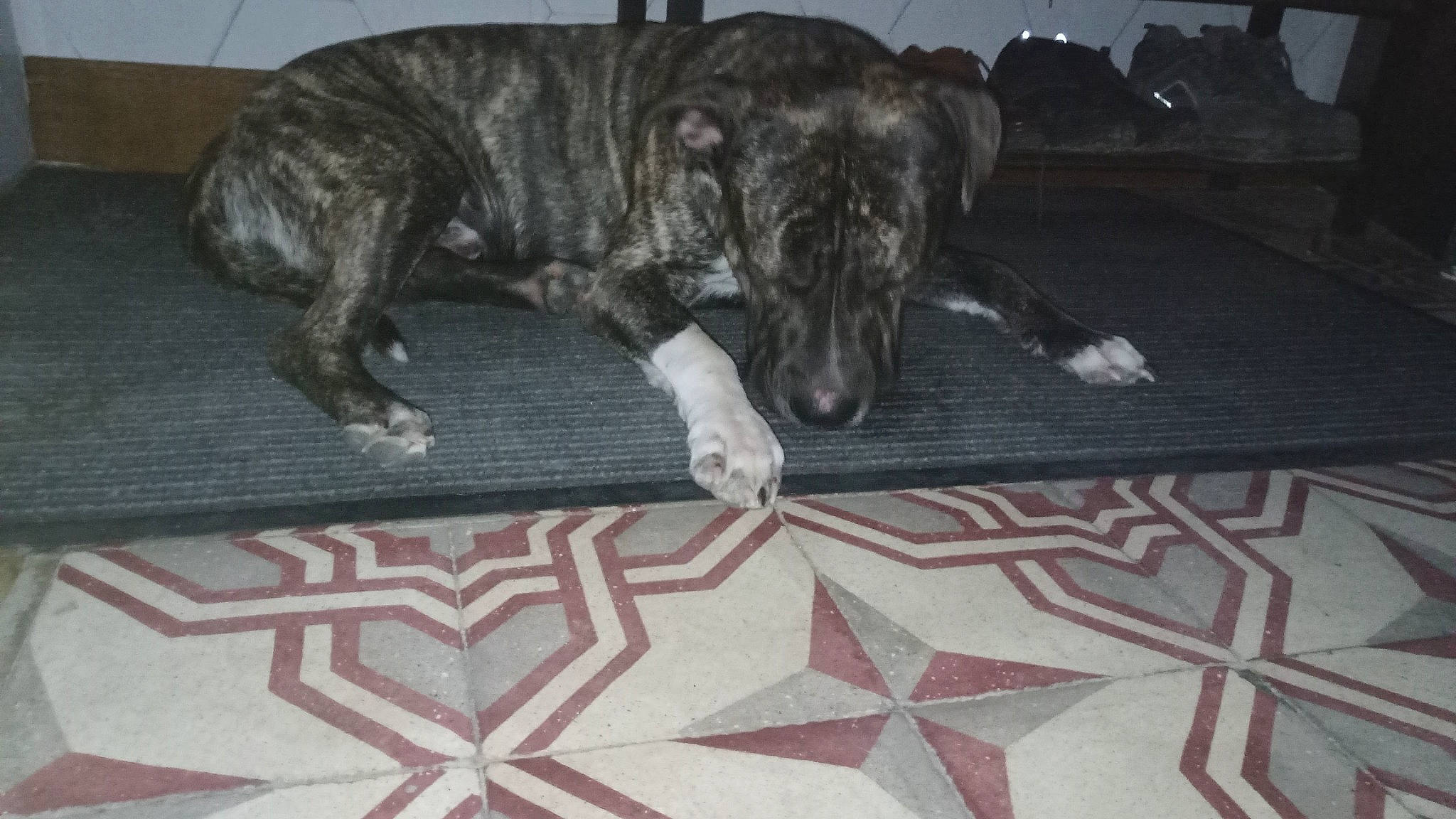 Oscar participe au concours pour gagner de l'argent avec cette photo : black, carnivore, carpet, comfort, companion_dog, dog, dog_breed, floor, flooring, grey, hardwood, mammal, pattern, room, rug, snout, sporting_group, tail, wood, working_animal