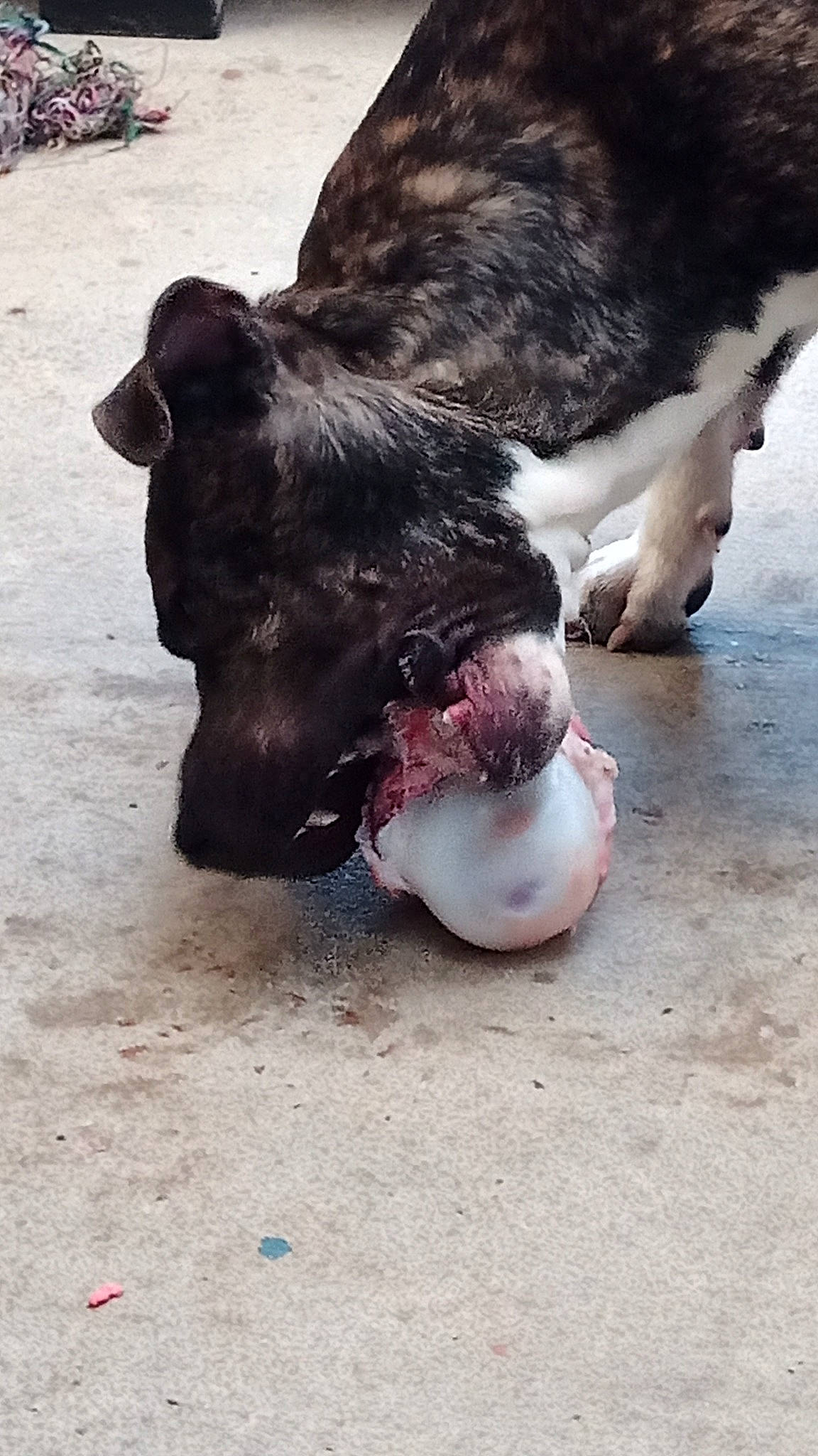 Oscar a rejoint le concours — aidez-le/la à gagner de superbes lots ! canidae, carnivore, claw, collar, companion_dog, dog, dog_breed, eye, fang, fawn, foot, fur, jaw, paw, snout, sporting_group, terrestrial_animal, whiskers, wildlife, working_animal