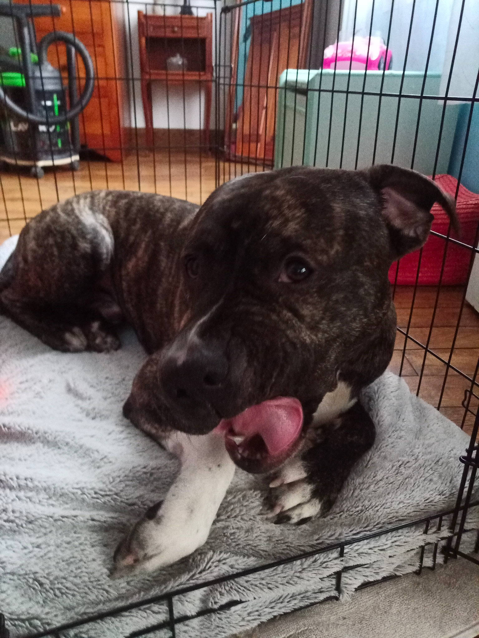 Oscar a rejoint le concours — aidez-le/la à gagner de superbes lots ! animal_shelter, canidae, carnivore, chair, collar, companion_dog, dog, dog_breed, fawn, flooring, fur, guard_dog, metal, non_sporting_group, snout, sporting_group, tail, terrestrial_animal, whiskers, working_animal