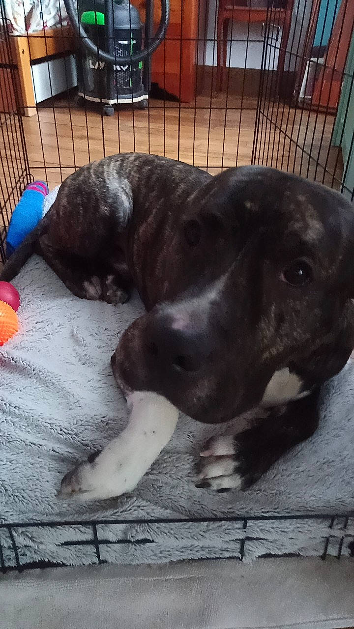 Oscar a rejoint le concours — aidez-le/la à gagner de superbes lots ! borador, canidae, carnivore, comfort, companion_dog, dog, dog_breed, dog_supply, fawn, flooring, fur, guard_dog, non_sporting_group, pet_supply, snout, sporting_group, tail, terrestrial_animal, whiskers, working_animal