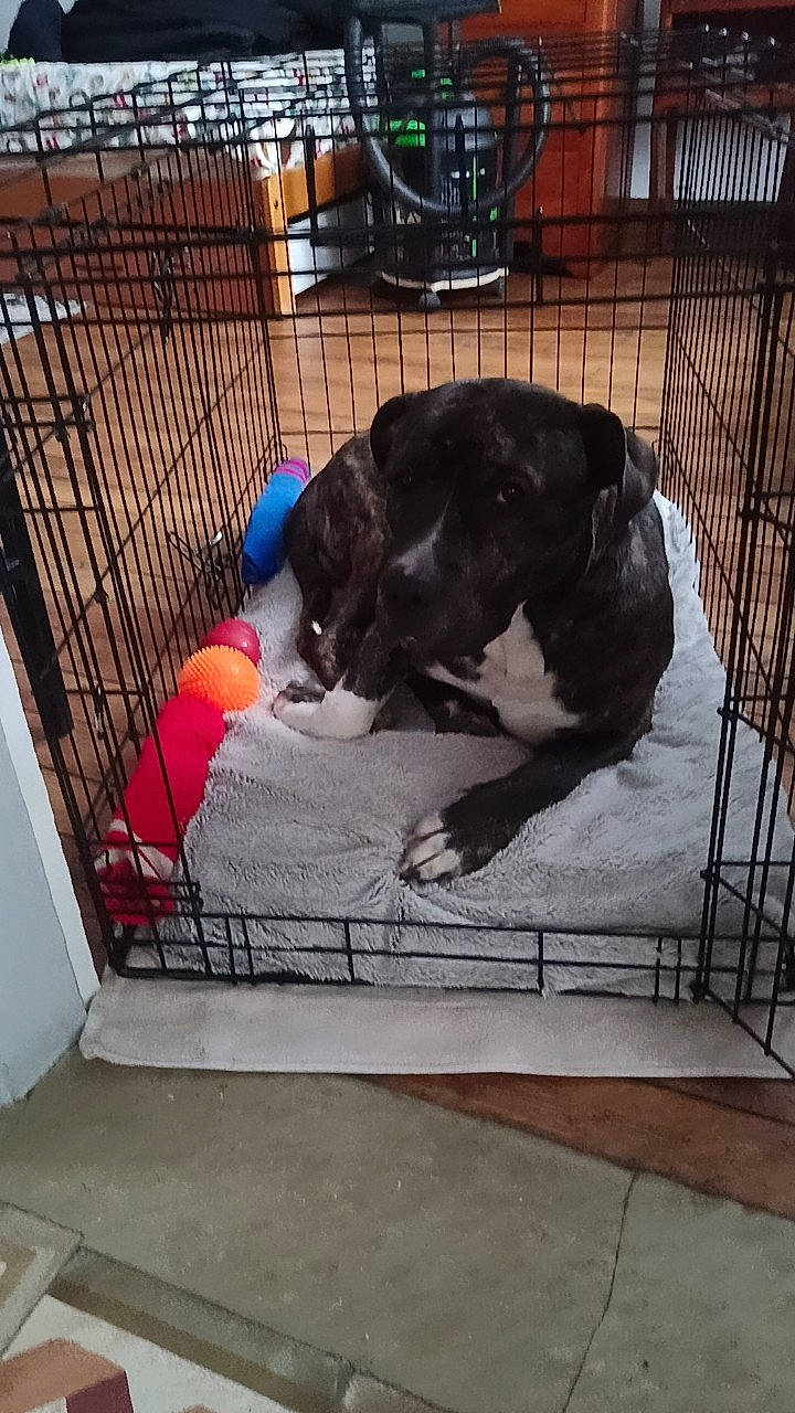 Oscar participe au concours pour gagner de l'argent avec cette photo : animal_shelter, cage, canidae, carnivore, comfort, companion_dog, dog, dog_breed, dog_crate, dog_supply, flooring, kennel, mammal, mesh, pet_supply, service, sporting_group, tail, terrestrial_animal, working_animal