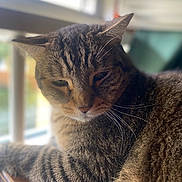 Tournevis participe au concours pour gagner de l'argent avec cette photo : cat, tabby, indoor, window, natural_light, fur, sleepy, animal, pet, closeup, resting, wood, domestic_cat, whiskers, relaxed, mammal, striped, feline, portrait, household