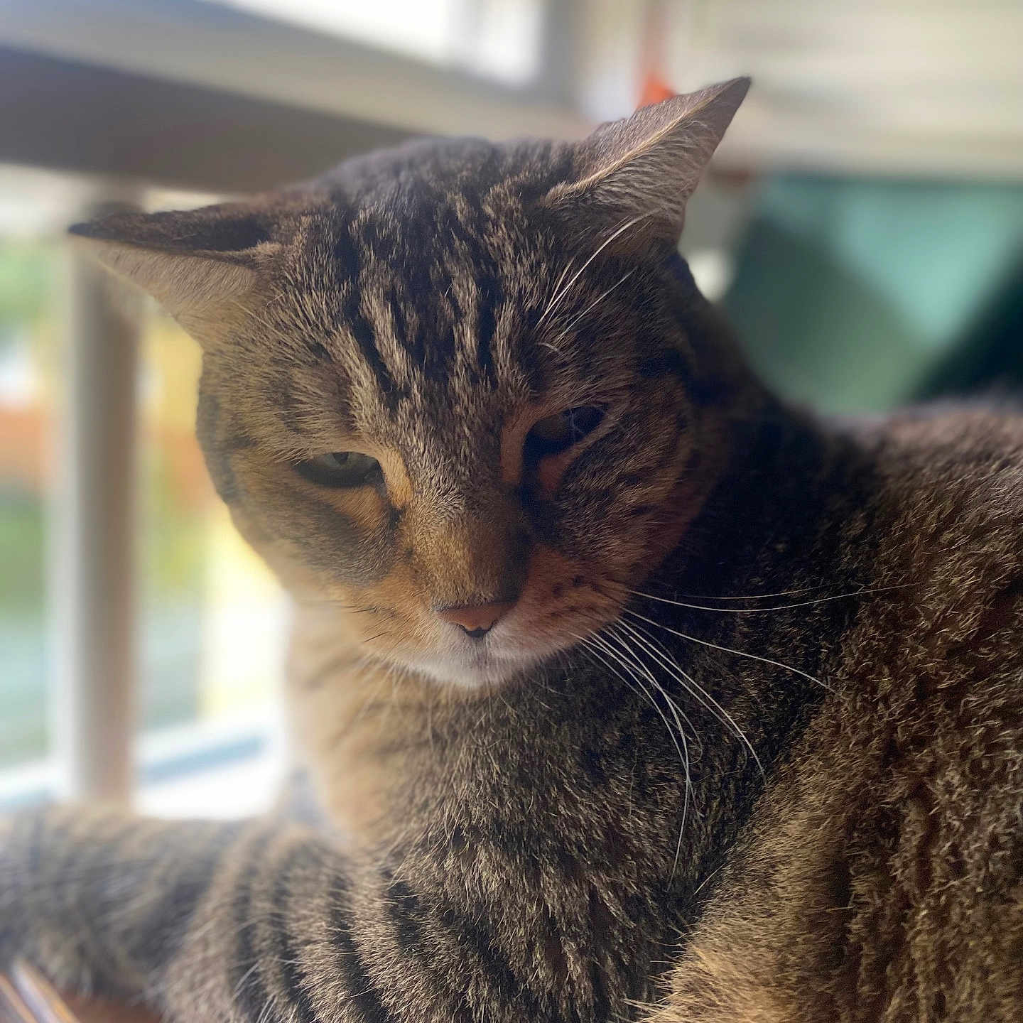 Tournevis participe au concours pour gagner de l'argent avec cette photo : animal, cat, closeup, domestic_cat, feline, fur, household, indoor, mammal, natural_light, pet, portrait, relaxed, resting, sleepy, striped, tabby, whiskers, window, wood