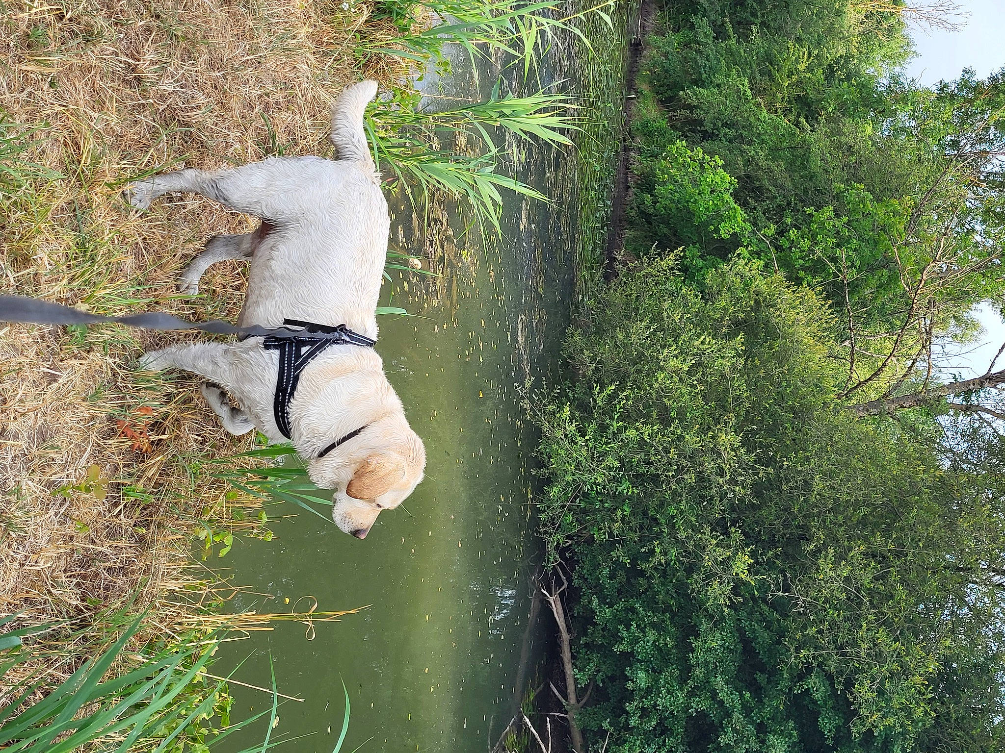 Biscuit participe au concours pour gagner de l'argent avec cette photo : adventure, beak, canidae, carnivore, companion_dog, dog, dog_breed, grass, grass_family, pasture, people_in_nature, plant, shrub, sky, sporting_group, tail, tree, trunk, vegetation, wildlife