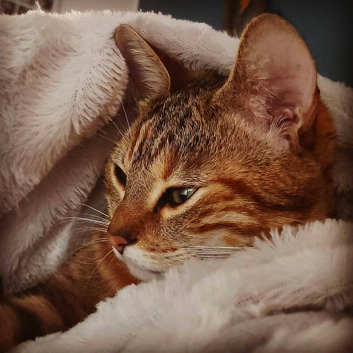 Ruby a rejoint le concours — aidez-le/la à gagner de superbes lots ! aegean_cat, american_wirehair, arabian_mau, asian, australian_mist, california_spangled, carnivore, cat, domestic_short_haired_cat, dragon_li, european_shorthair, eye, felidae, fur, german_rex, mammal, small_to_medium_sized_cats, snout, tabby_cat, whiskers