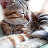 Ruby a rejoint le concours — aidez-le/la à gagner de superbes lots ! american_shorthair, american_wirehair, asian, carnivore, cat, claw, dragon_li, ear, european_shorthair, fawn, felidae, fur, kitten, mammal, paw, polydactyl_cat, small_to_medium_sized_cats, snout, tabby_cat, whiskers