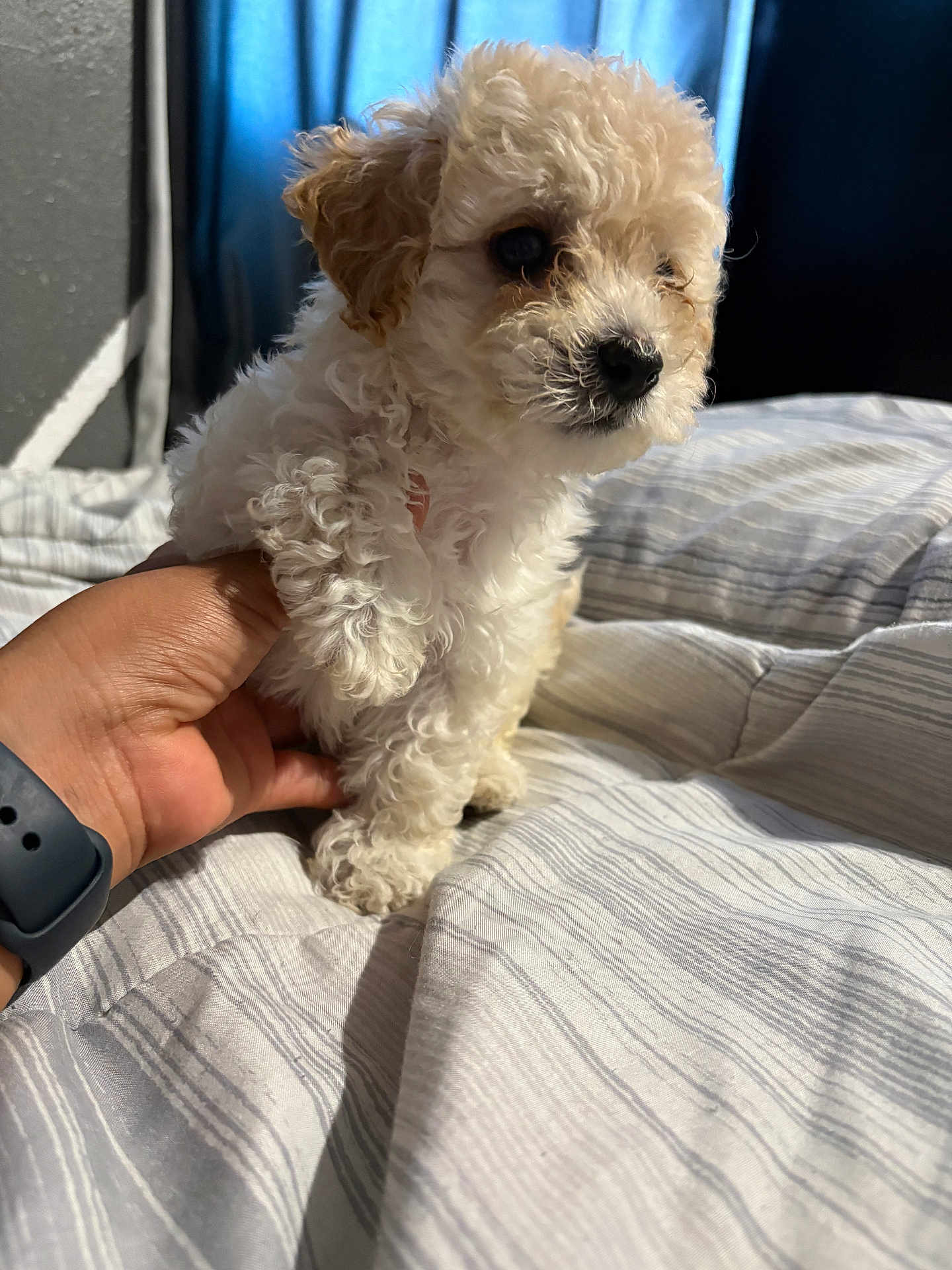 Coco