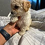 puppy, dog, curly_fur, bed, hand, wristband, striped_bedspread, indoor, cute, pet, small_dog, furry, animal, young_dog, resting, domestic_animal, light, window, curious, soft_light