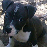 Rico joined the competition — help win amazing prizes! puppy, dog, black_and_white, close_up, outdoor, young, animal, pet, curious, face, ears, snout, fur, eyes, tail, dirt, shadow, sunlight, nature, ground