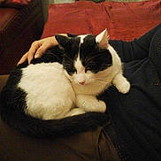 Kitty participe au concours pour gagner de l'argent avec cette photo :