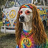beads, colorful, costume, dog, festival, flower_power, grass, hippie, nature, necklace, outdoor, peace_symbol, portrait, retro, summer, sunglasses, tie_dye_shirt, van, vintage, wig