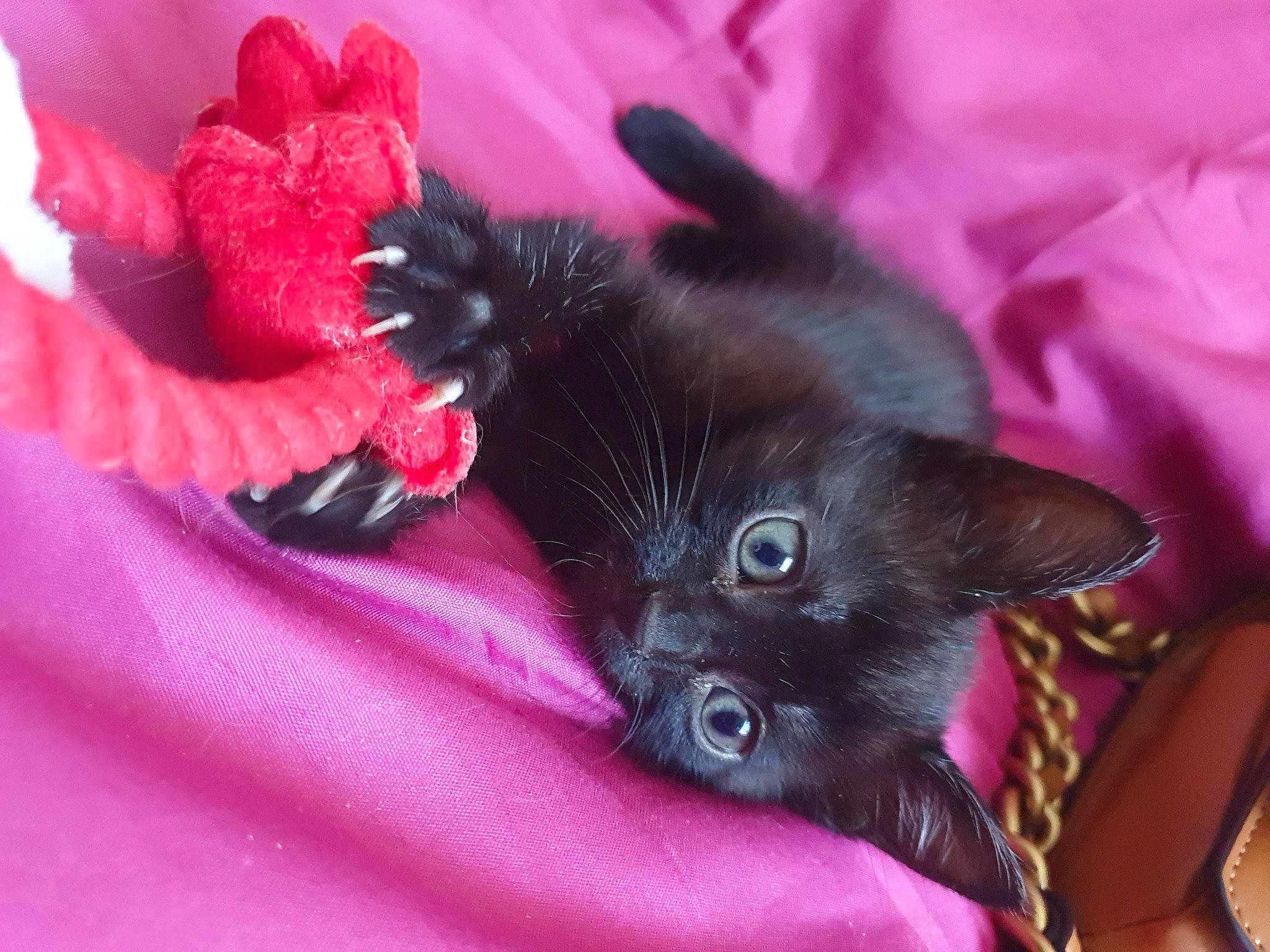 Cachou participe au concours pour gagner de l'argent avec cette photo : black_cat, bombay, carmine, carnivore, cat, claw, comfort, domestic_short_haired_cat, felidae, fur, magenta, plant, small_to_medium_sized_cats, snout, whiskers