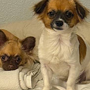 Little Dude joined the competition — help win amazing prizes! dog, small_dog, pet, animal, bed, blanket, fur, cute, indoors, resting, lying_down, sitting, face, ears, eyes, nose, white, brown, cozy, towel