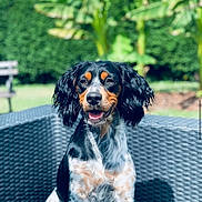 Sya participe au concours pour gagner de l'argent avec cette photo : animal, banana_trees, black_fur, blurred_background, cute, dog, garden, greenery, happy, nature, outdoor, pet, portrait, sitting, summer, sunshine, tan_fur, tricolor, white_fur, wicker_chair