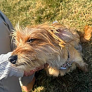 Giginia joined the competition — help win amazing prizes! animal, canine, casual, collar, companion, cute, daylight, dog, friendly, fur, grass, hand, happy, nature, outdoor, paw, pet, relaxed, scruffy, sunlight
