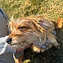 animal, canine, casual, collar, companion, cute, daylight, dog, friendly, fur, grass, hand, happy, nature, outdoor, paw, pet, relaxed, scruffy, sunlight