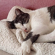 Luna participe au concours pour gagner de l'argent avec cette photo : cat, sleeping, white, black, fur, blanket, cozy, indoor, resting, paw, closeup, texture, soft, peaceful, relaxation, pet, animal, cute, comfort, pink_wall