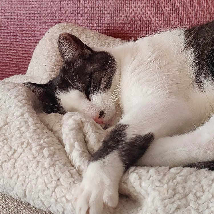 Luna participe au concours pour gagner de l'argent avec cette photo : animal, black, blanket, cat, closeup, comfort, cozy, cute, fur, indoor, paw, peaceful, pet, pink_wall, relaxation, resting, sleeping, soft, texture, white