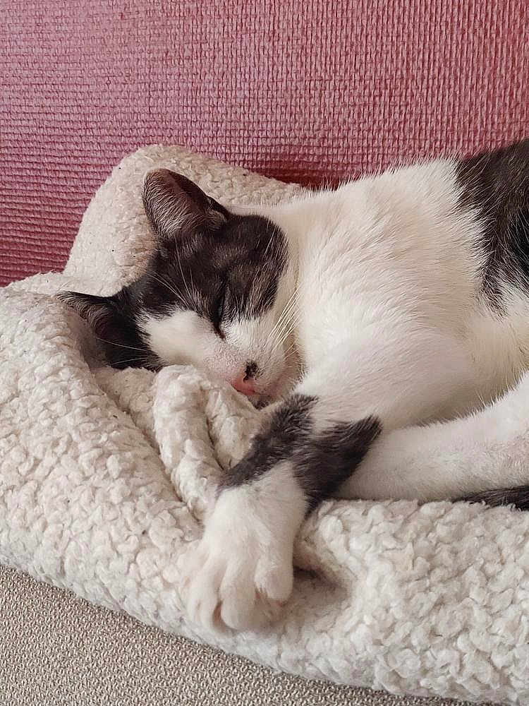 Luna participe au concours pour gagner de l'argent avec cette photo : cat, sleeping, white, black, fur, blanket, cozy, indoor, resting, paw, closeup, texture, soft, peaceful, relaxation, pet, animal, cute, comfort, pink_wall