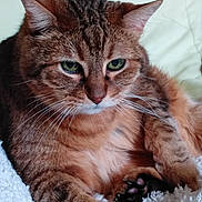 Madison participe au concours pour gagner de l'argent avec cette photo : aegean_cat, asian, australian_mist, cat, cat_like_mammal, domestic_short_haired_cat, dragon_li, european_shorthair, eye, fauna, fur, kitten, mammal, pixie_bob, siberian, small_to_medium_sized_cats, snout, somali, tabby_cat, whiskers