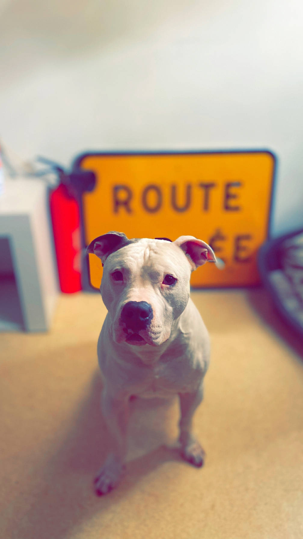 Neo a rejoint le concours — aidez-le/la à gagner de superbes lots ! canidae, carnivore, collar, companion_dog, cup, dog, dog_breed, dog_collar, dog_supply, fawn, non_sporting_group, pet_supply, puppy, snout, sporting_group, toy_dog, working_animal