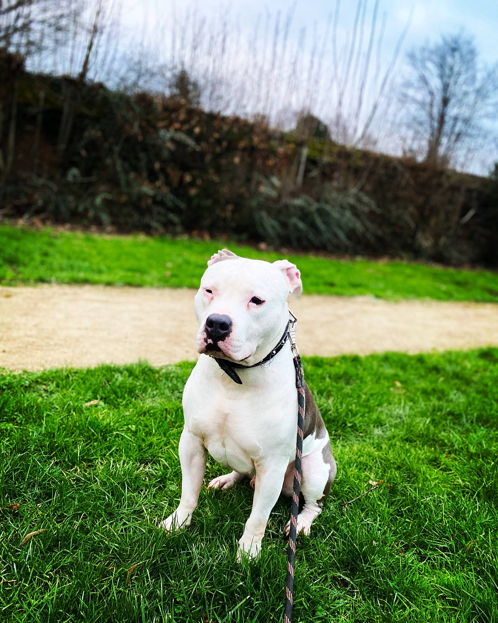 Neo a rejoint le concours — aidez-le/la à gagner de superbes lots ! canidae, carnivore, collar, companion_dog, dog, dog_breed, dog_collar, fashion_accessory, fawn, grass, happy, lawn, leash, pet_supply, plant, sky, snout, sporting_group, tail, working_animal